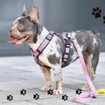 Keep Your Pup Safe and Stylish with a  Dog Harness Bundle